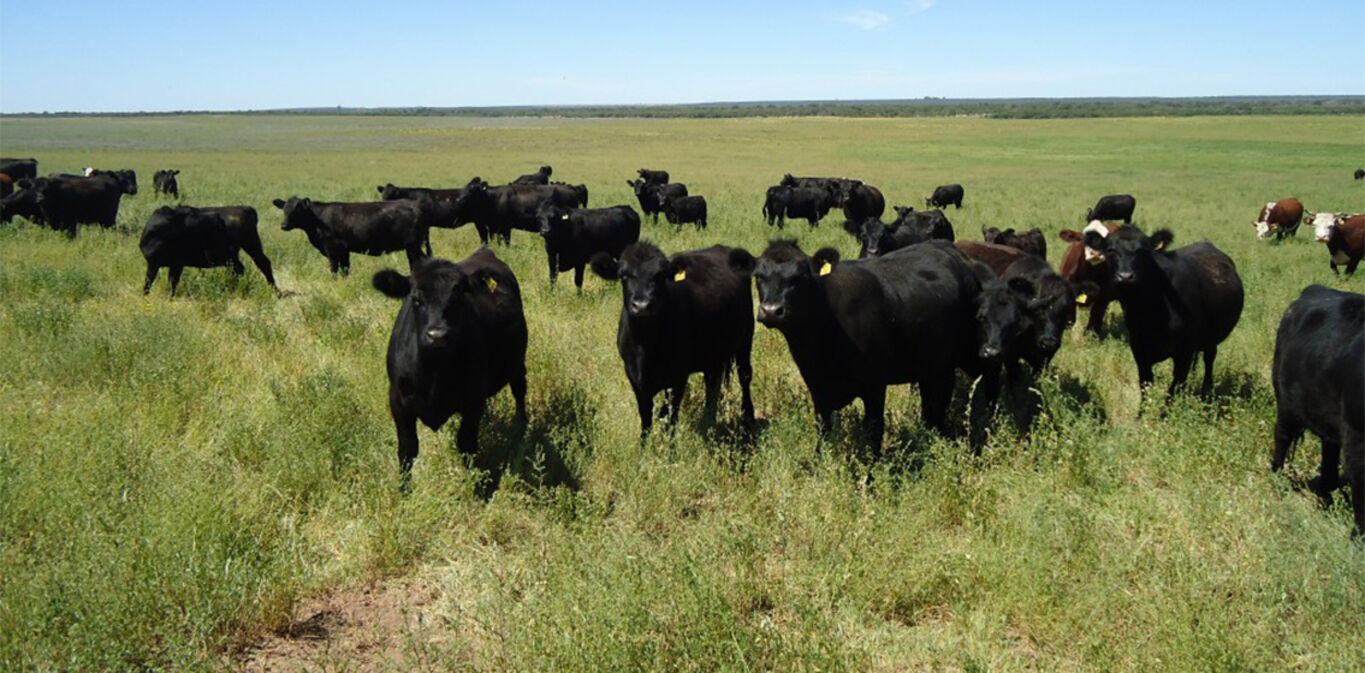 Campo en Rocha