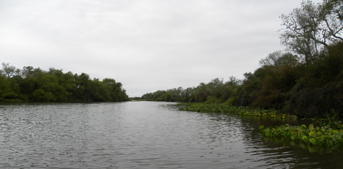 Campo Arrocero — imagen 3