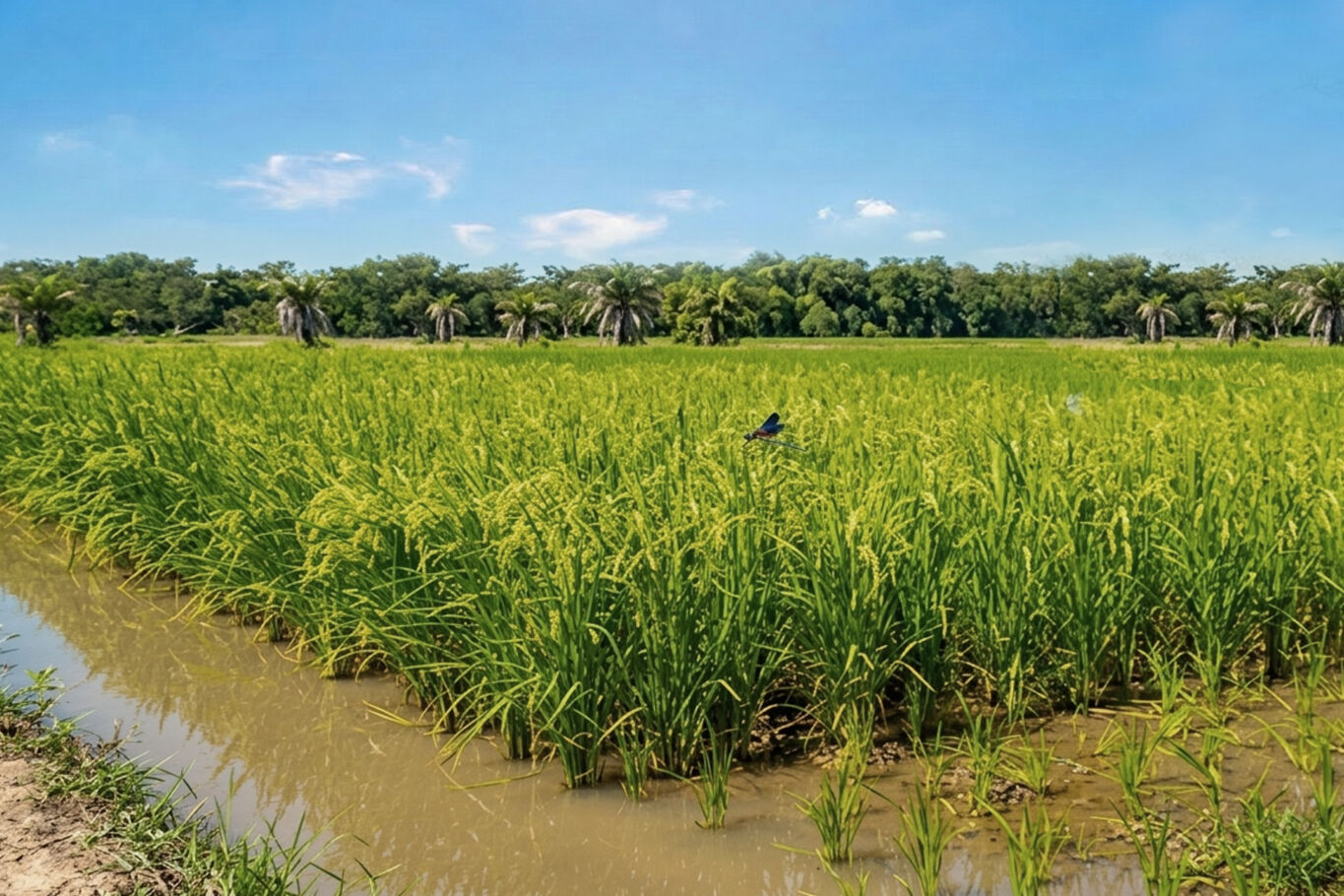 Campo Arrocero
