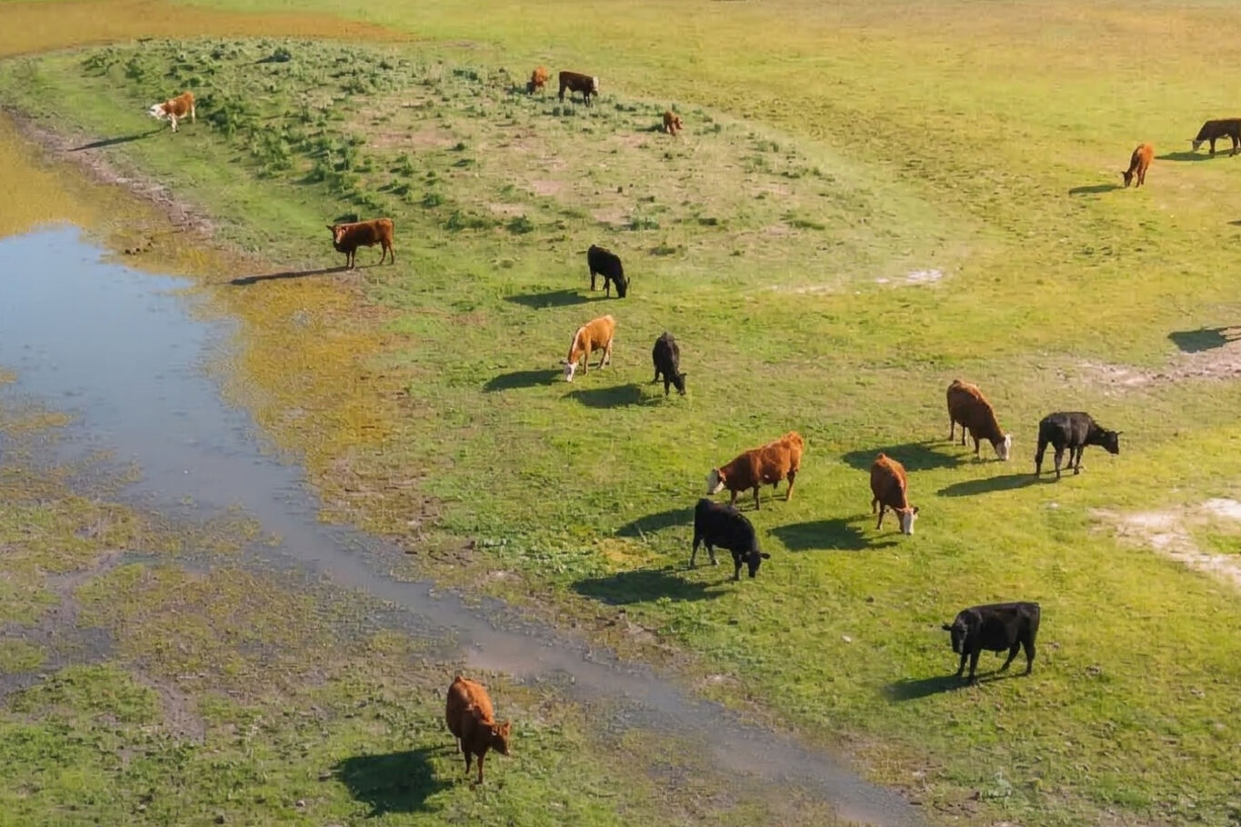 Campo Arrocero — imagen 2