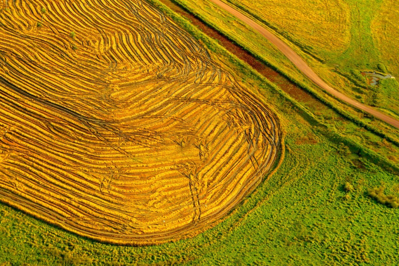 Campo Arrocero — imagen 4