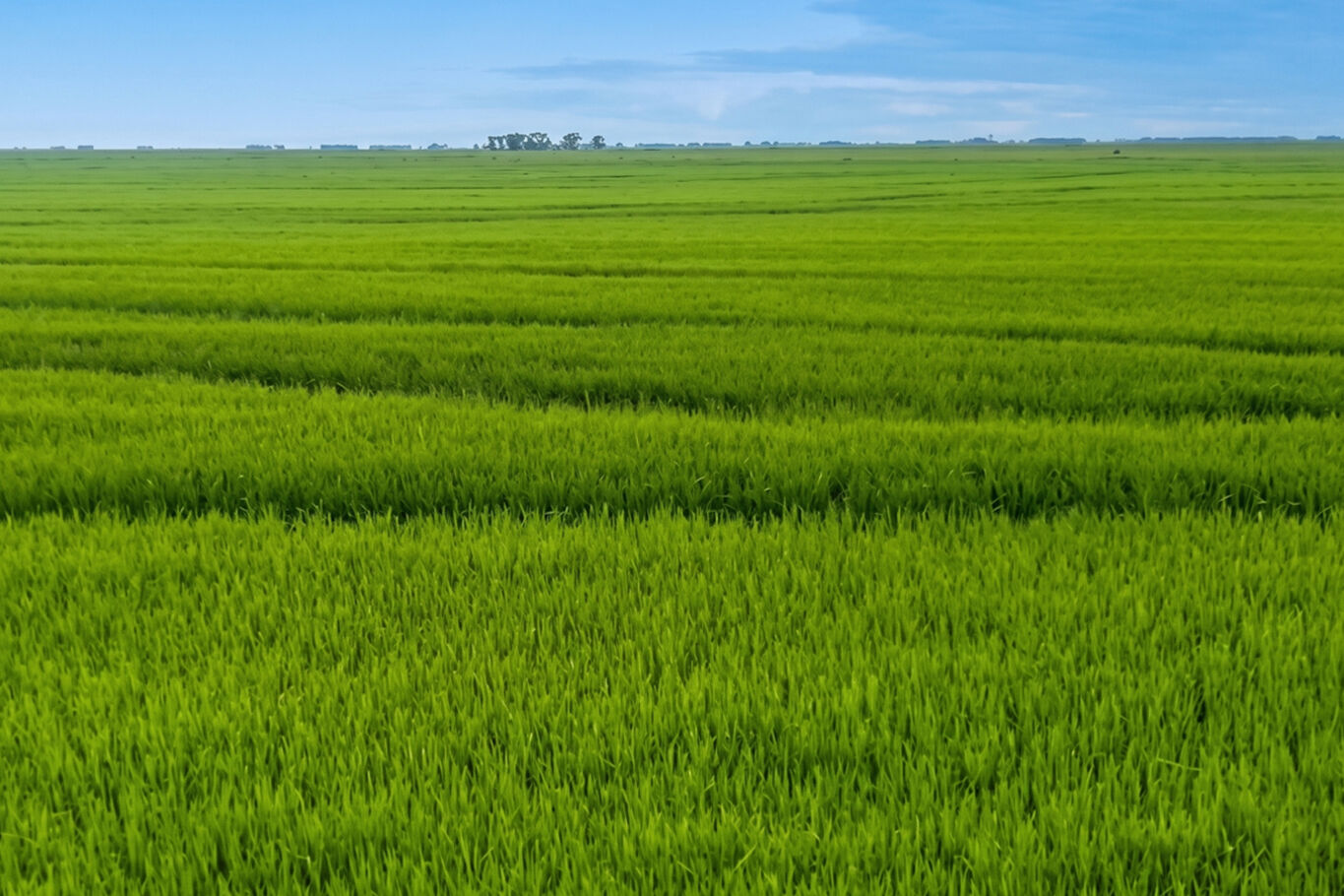 Campo en Rocha
