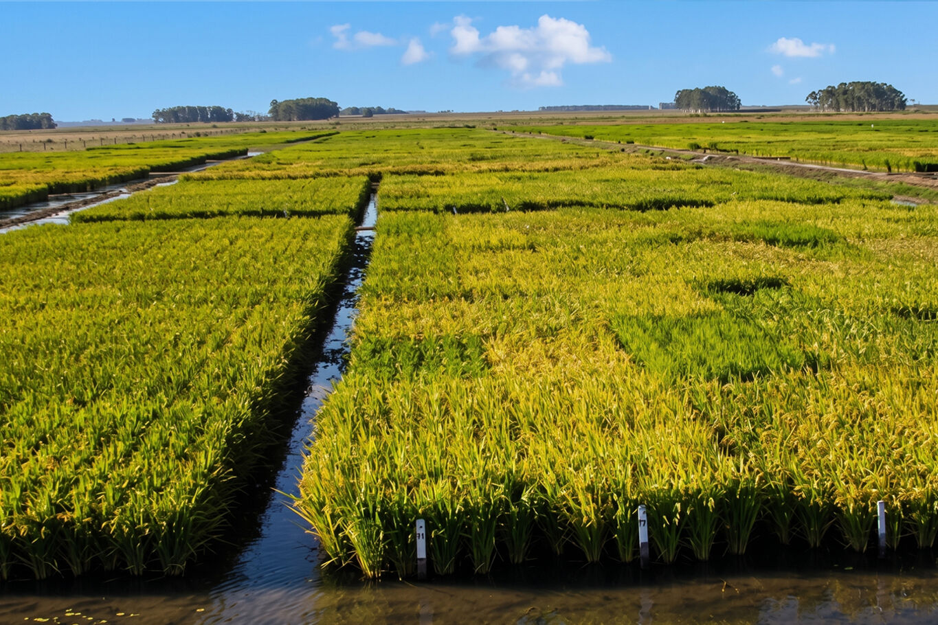 Campo en Rocha — imagen 2