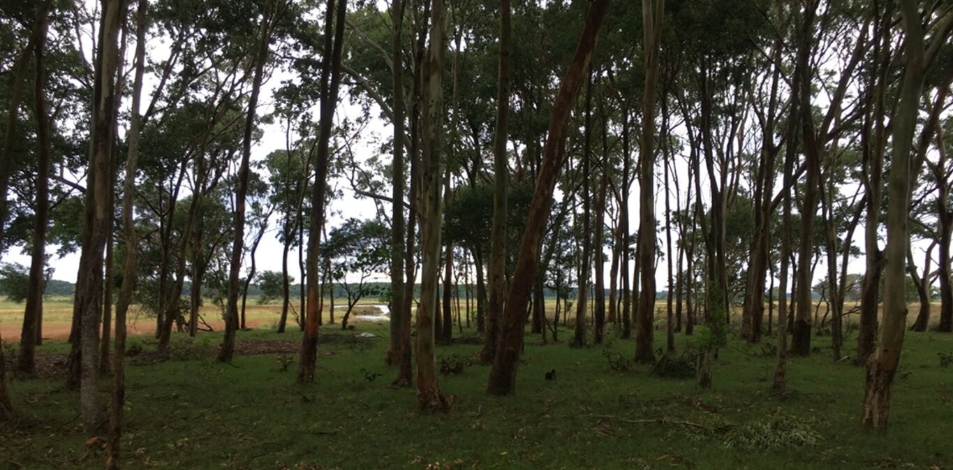 Chacra en Barra de Valizas — imagen 2