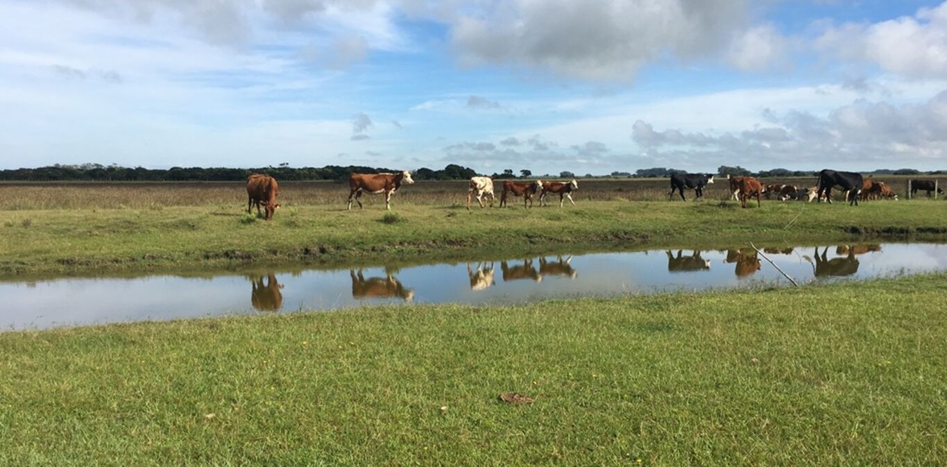 Chacra en Barra de Valizas — imagen 5