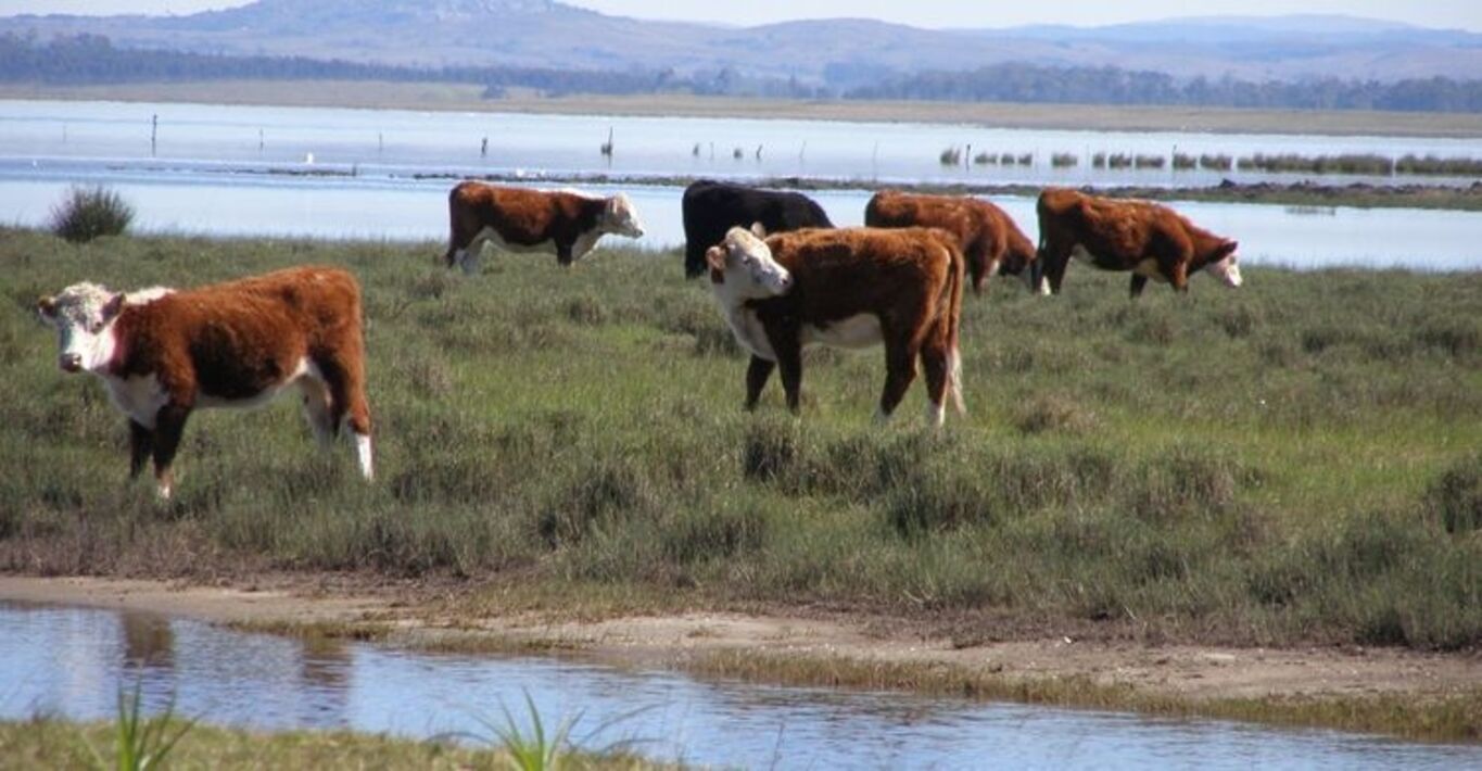 Campo en Rocha con Costa sobre Laguna — imagen 5