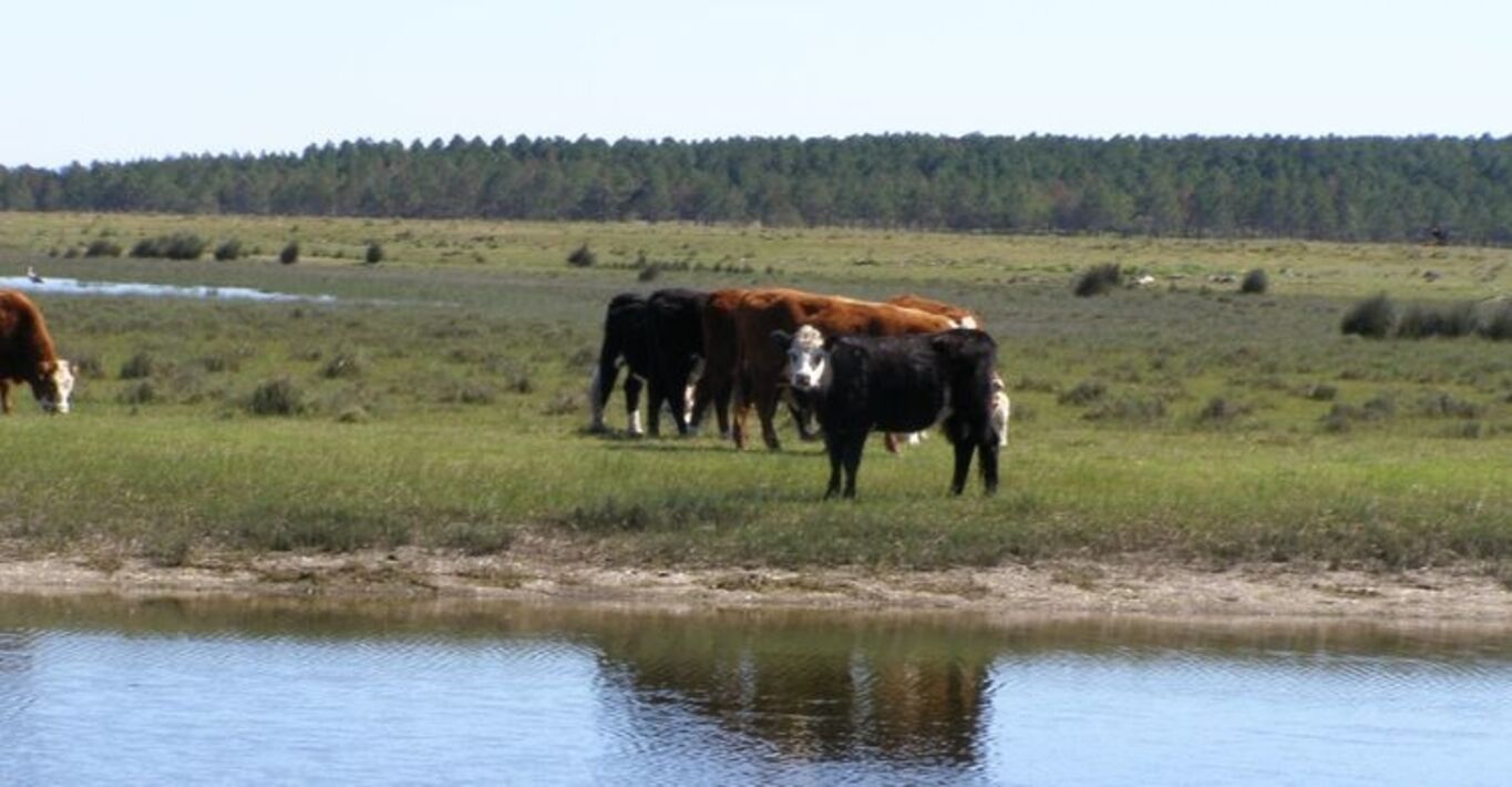 Campo en Rocha con Costa sobre Laguna — imagen 6
