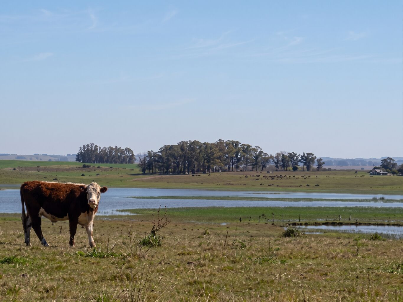 Campo en Rocha con Costa sobre Laguna — imagen 2
