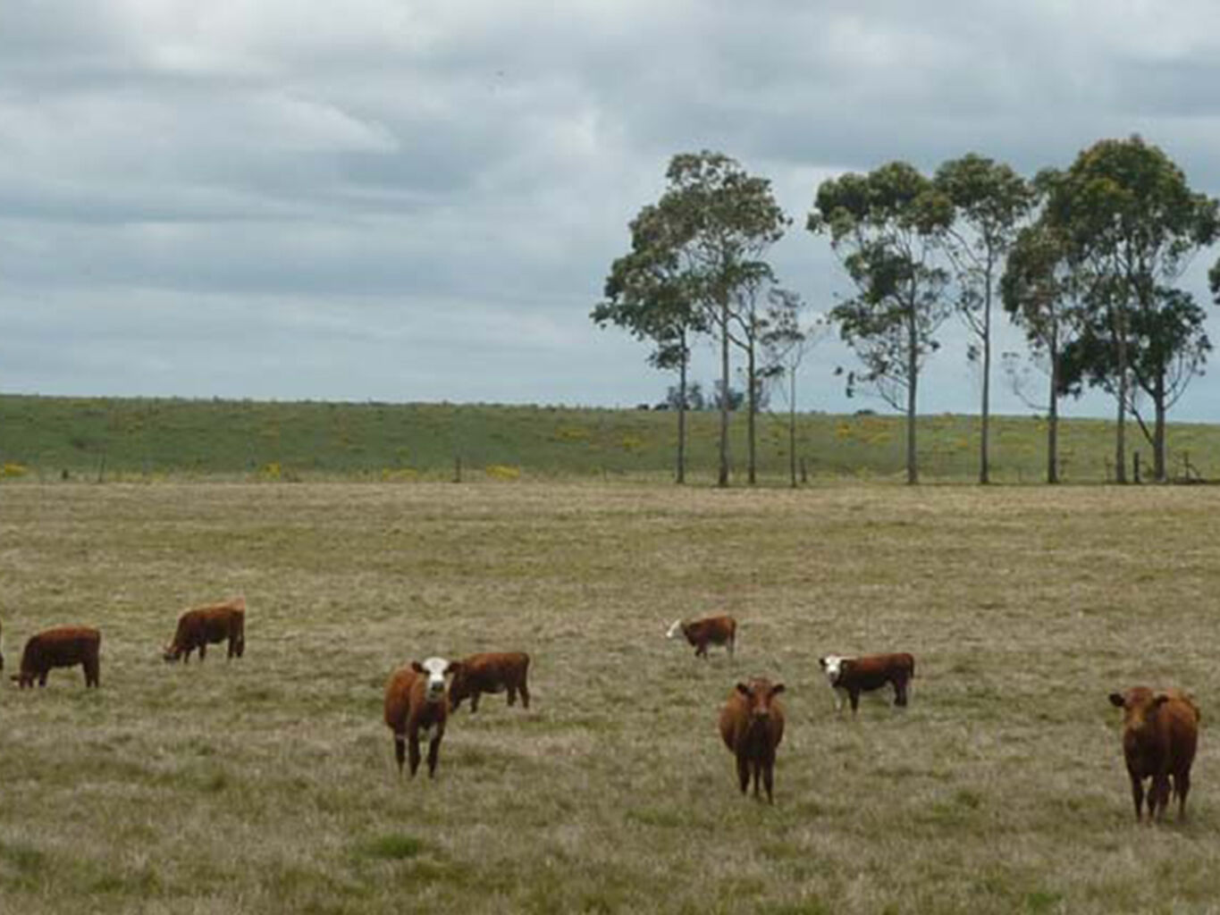 Campo Marítimo en Rocha — imagen 5