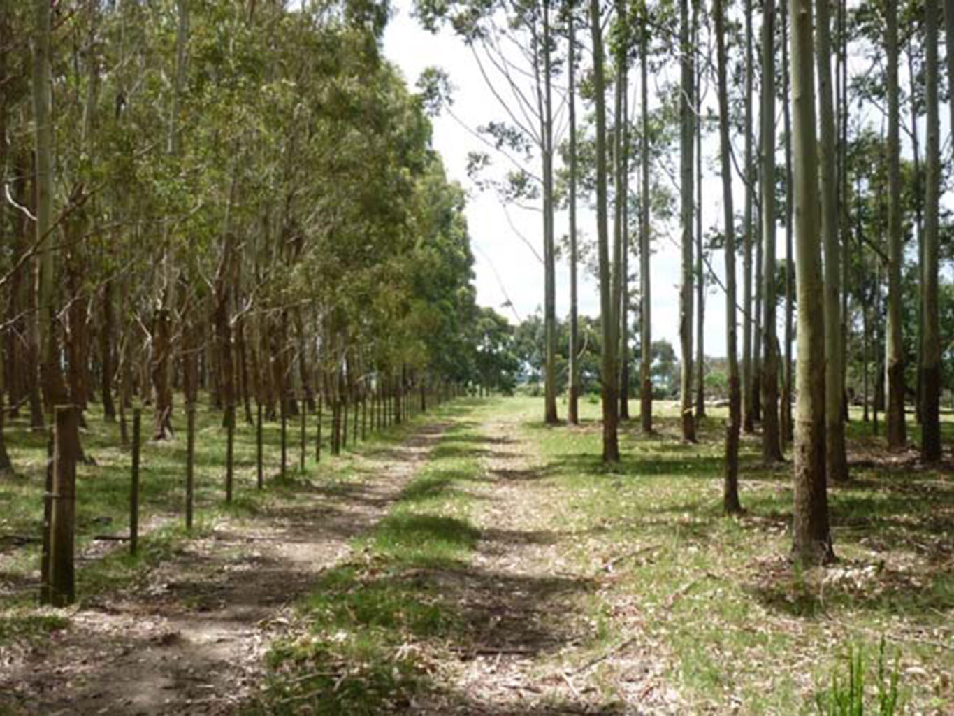 Campo Marítimo en Rocha — imagen 8