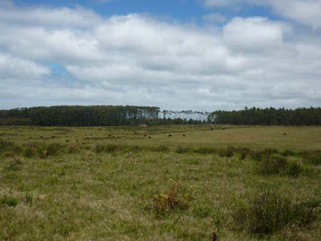 Campo Marítimo en Rocha — imagen 9