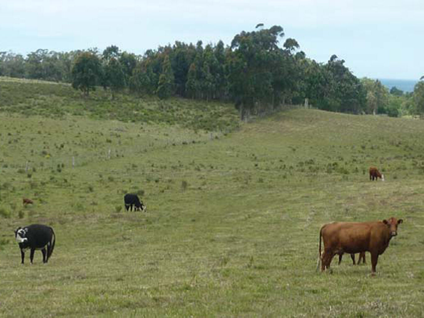 Campo Marítimo en Rocha — imagen 14
