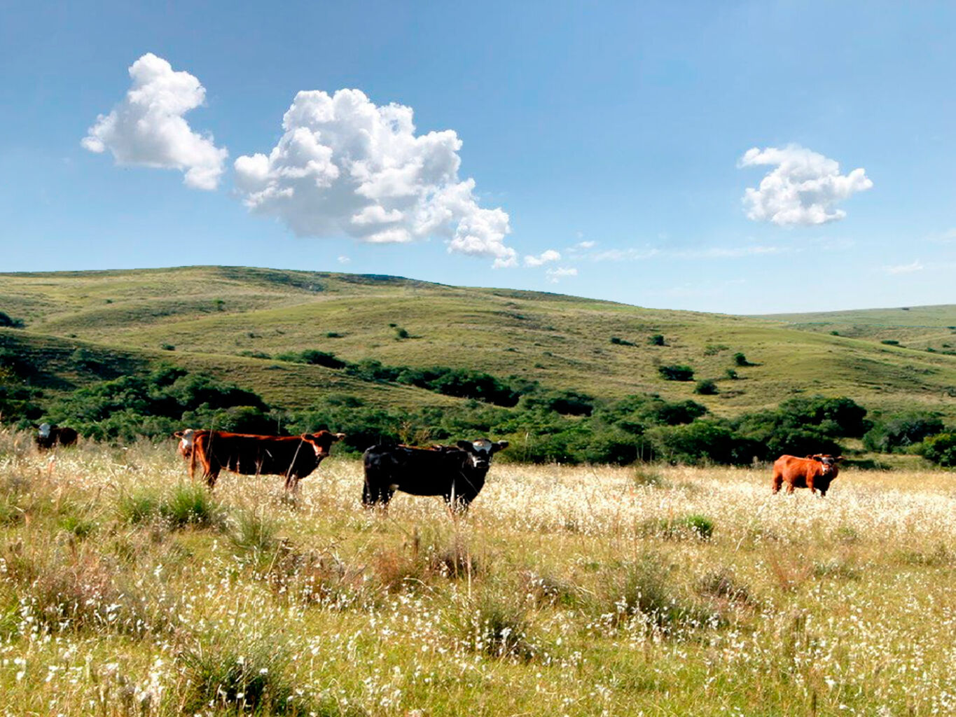 Campo en Treinta y Tres