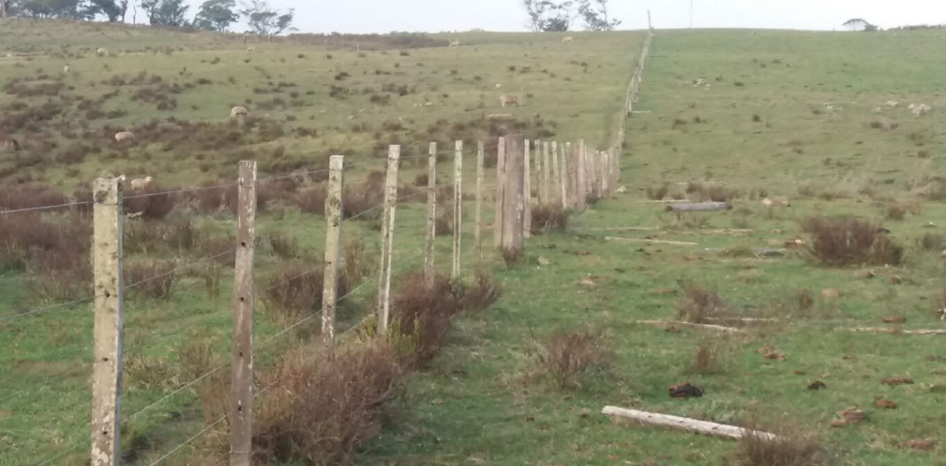 Campo en Cerro Largo — imagen 3