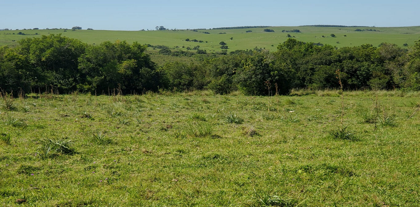Campo en Cerro Largo — imagen 2