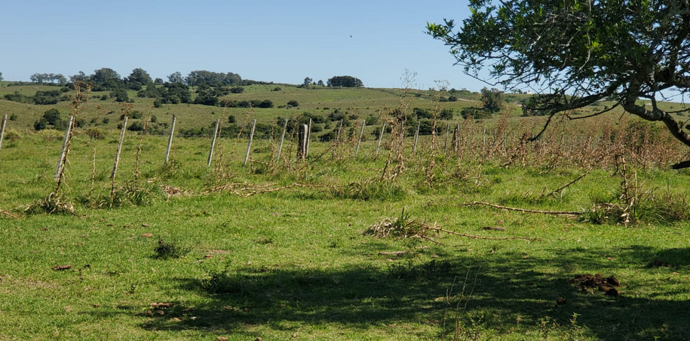 Campo en Cerro Largo — imagen 3
