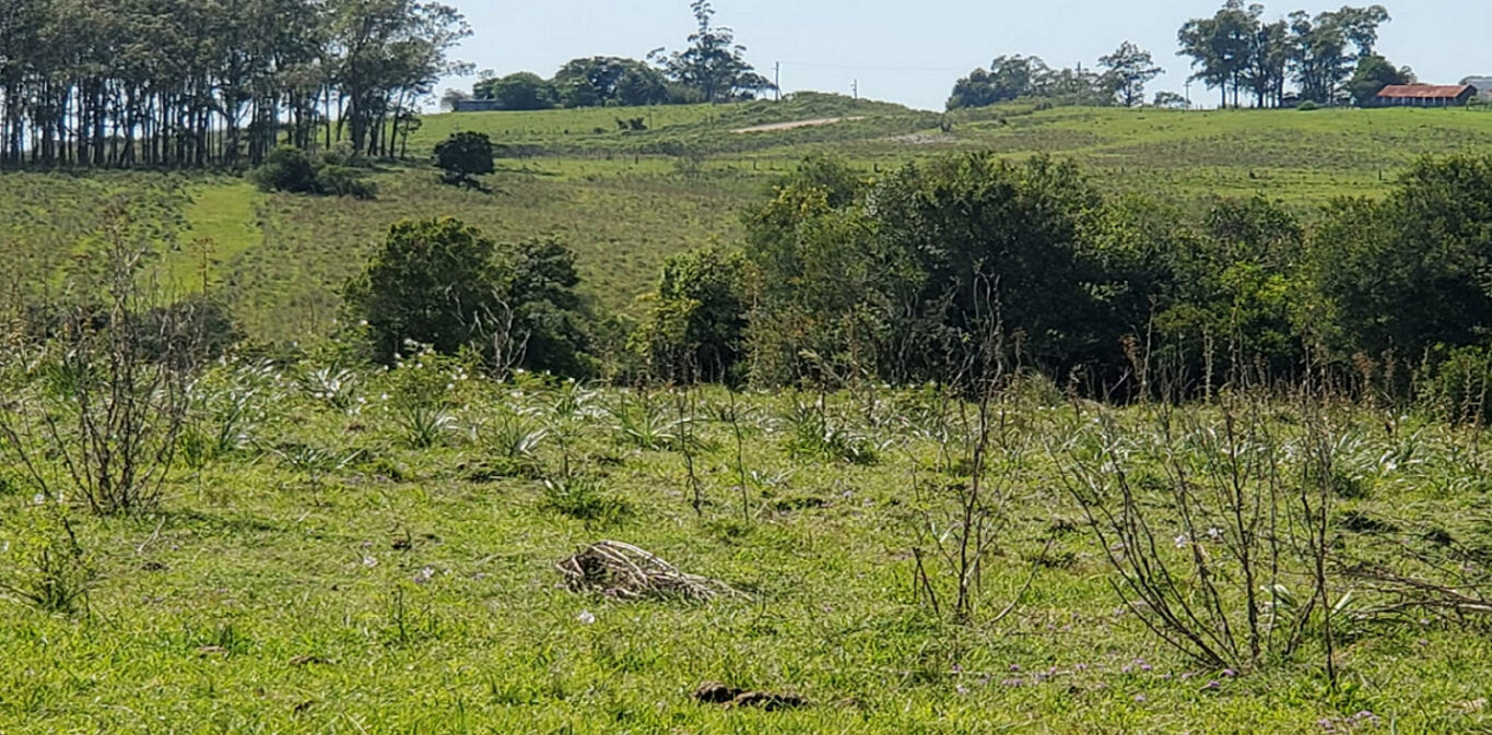 Campo en Cerro Largo — imagen 4