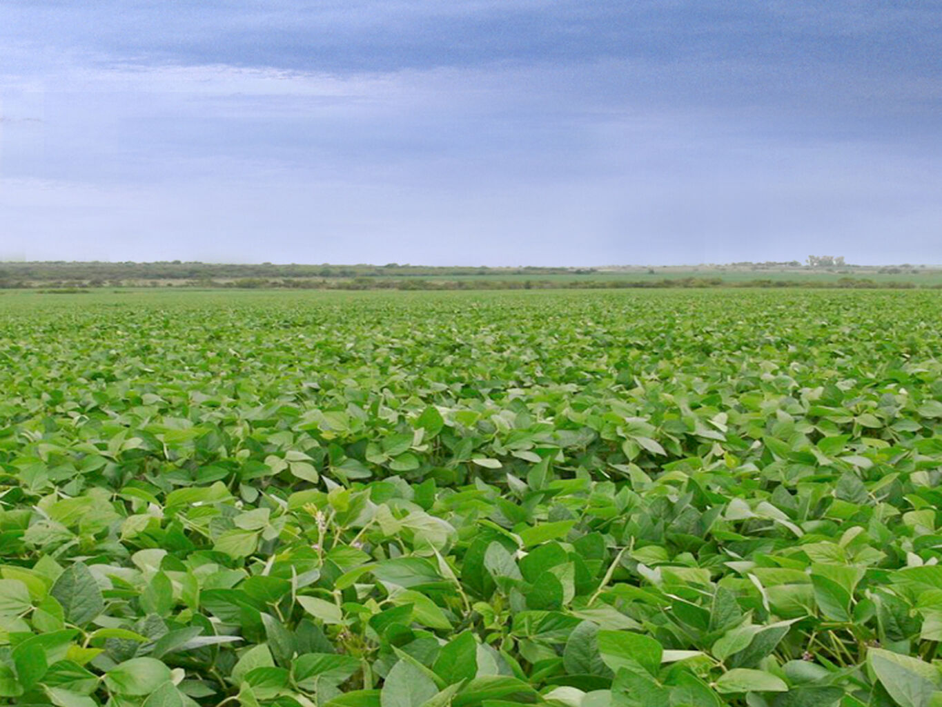 Campo en Cerro Largo