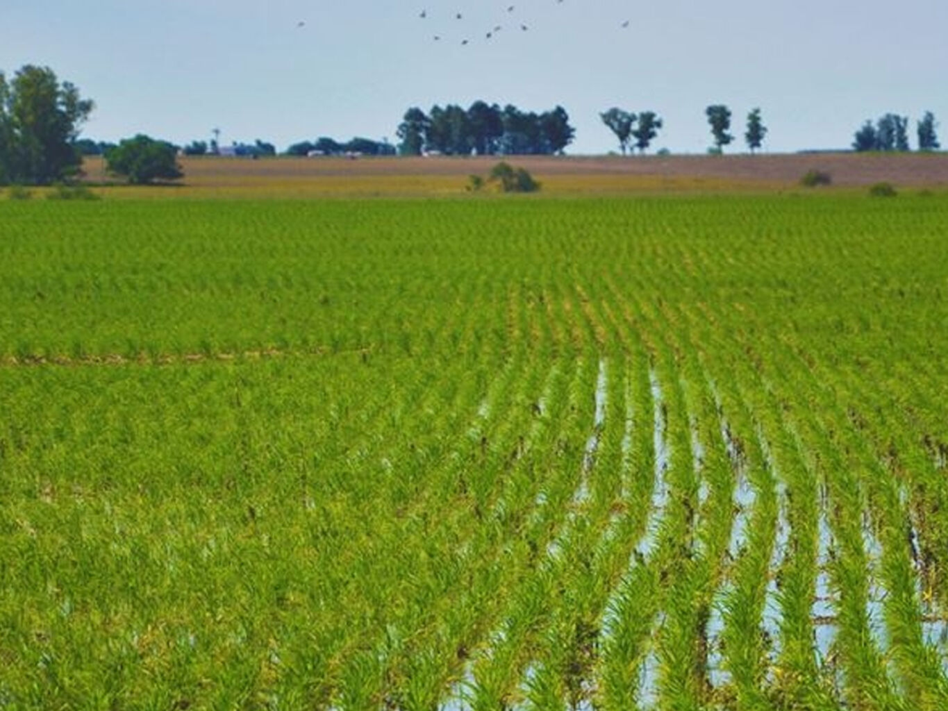 Campo en Cerro Largo — imagen 2