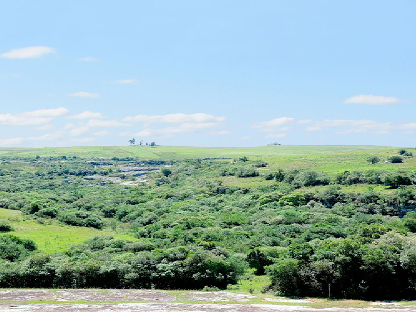 Campo Forestal en Cerro Largo — imagen 3