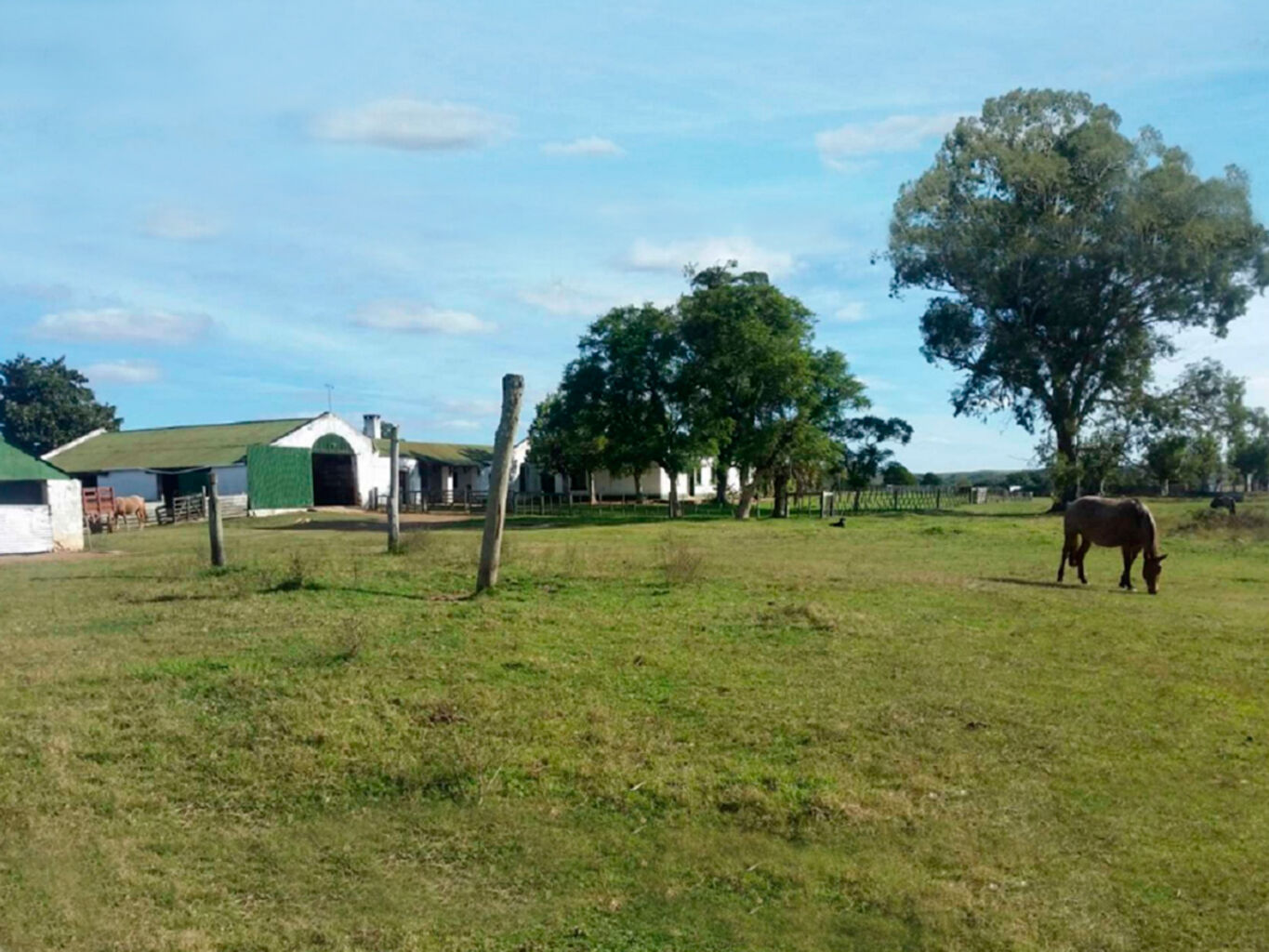 Campo Forestal en Cerro Largo — imagen 4