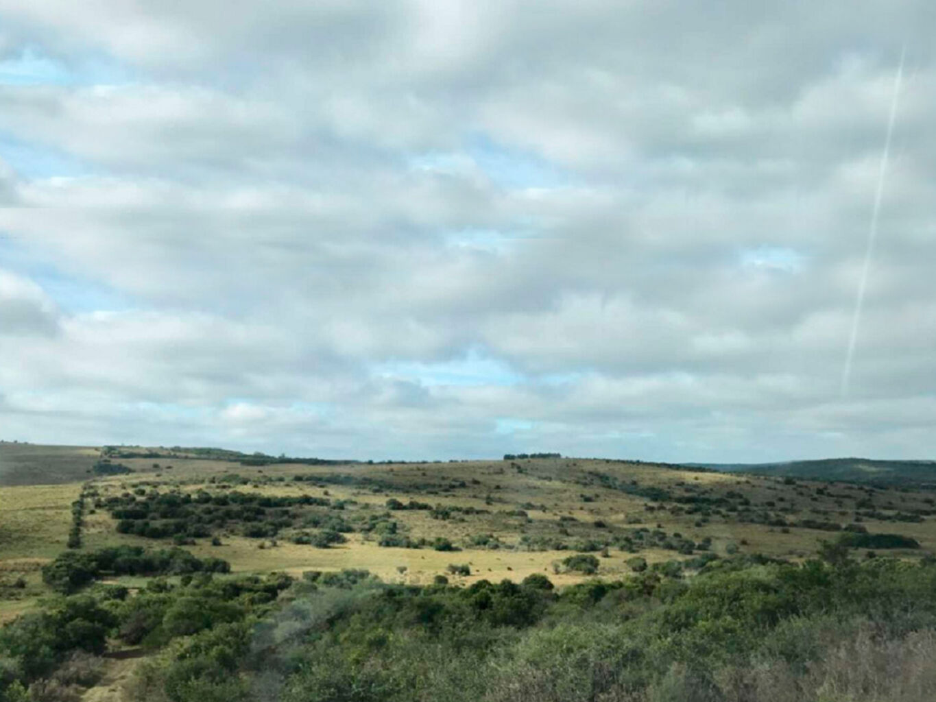 Campo Forestal en Cerro Largo — imagen 2