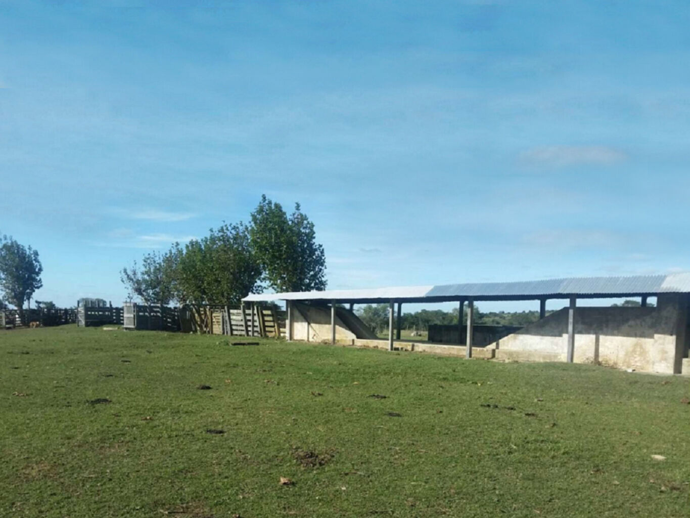 Campo Forestal en Cerro Largo — imagen 5