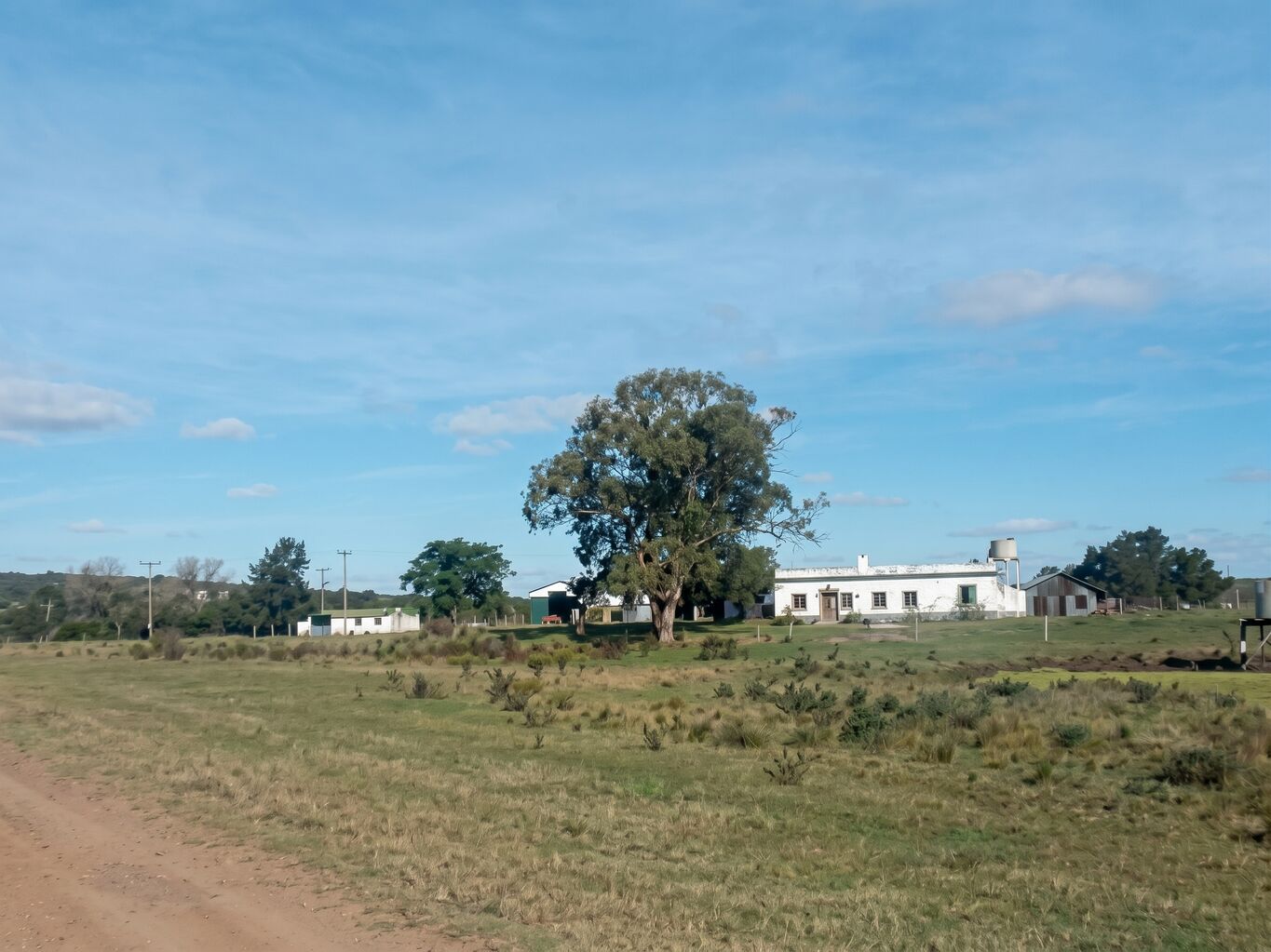 Campo Forestal en Cerro Largo