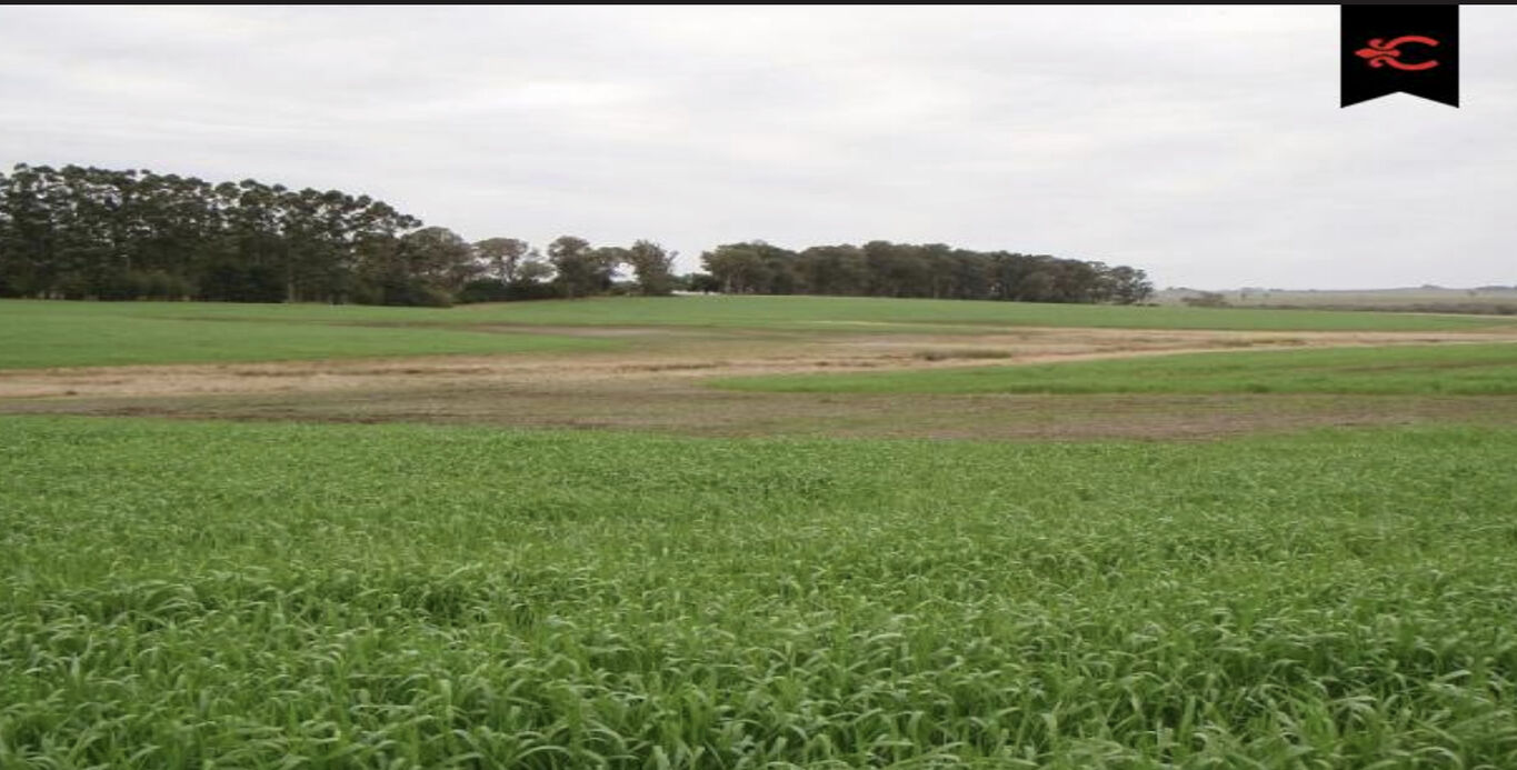Campo Agrícola - Ganadero en Cerro Largo
