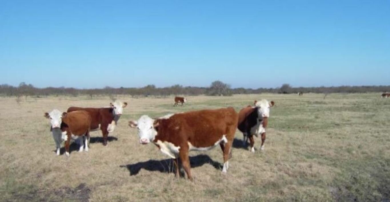 Excelente Campo Ganadero en Cerro Largo — imagen 6
