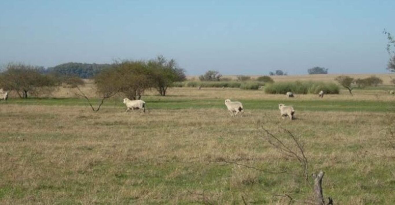 Excelente Campo Ganadero en Cerro Largo — imagen 7