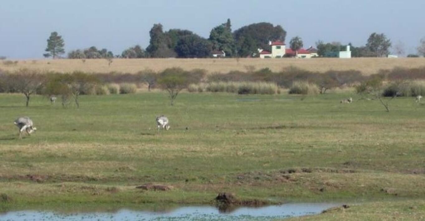 Excelente Campo Ganadero en Cerro Largo — imagen 8