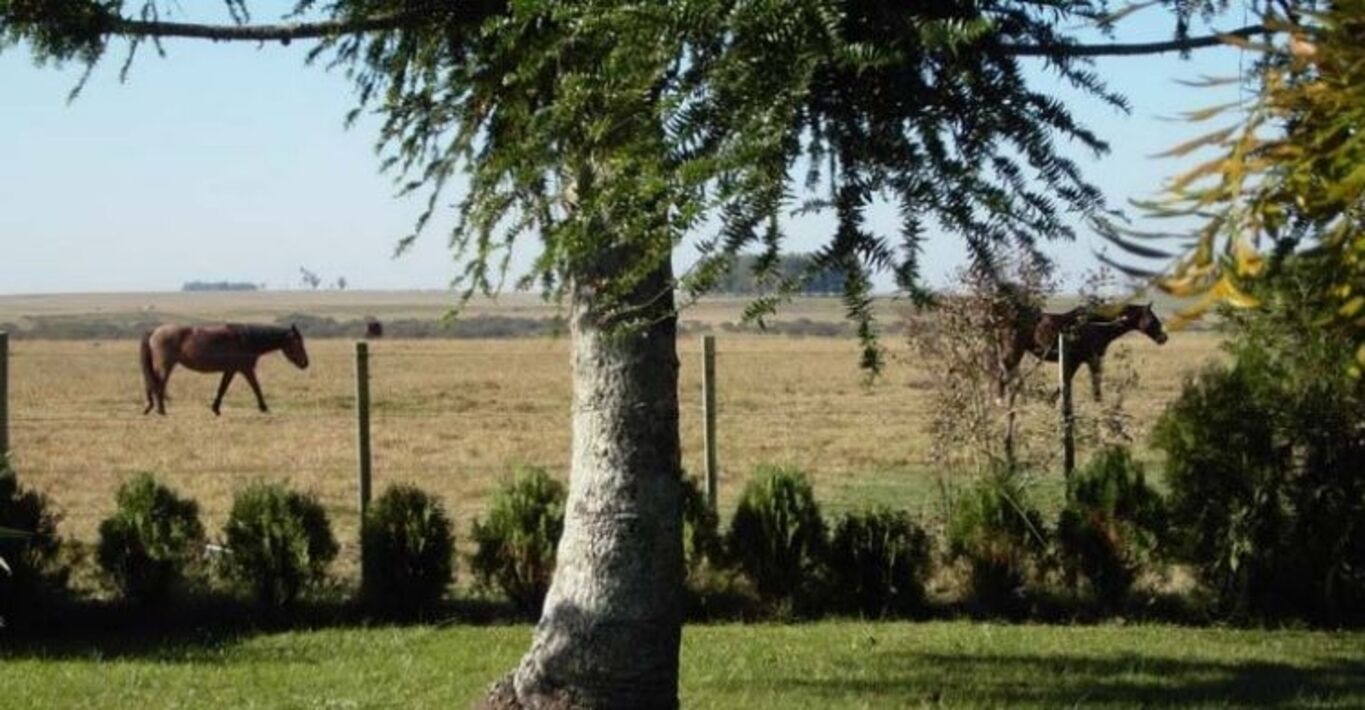 Excelente Campo Ganadero en Cerro Largo — imagen 17
