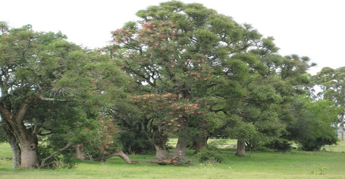 "La Azotea" — imagen 7