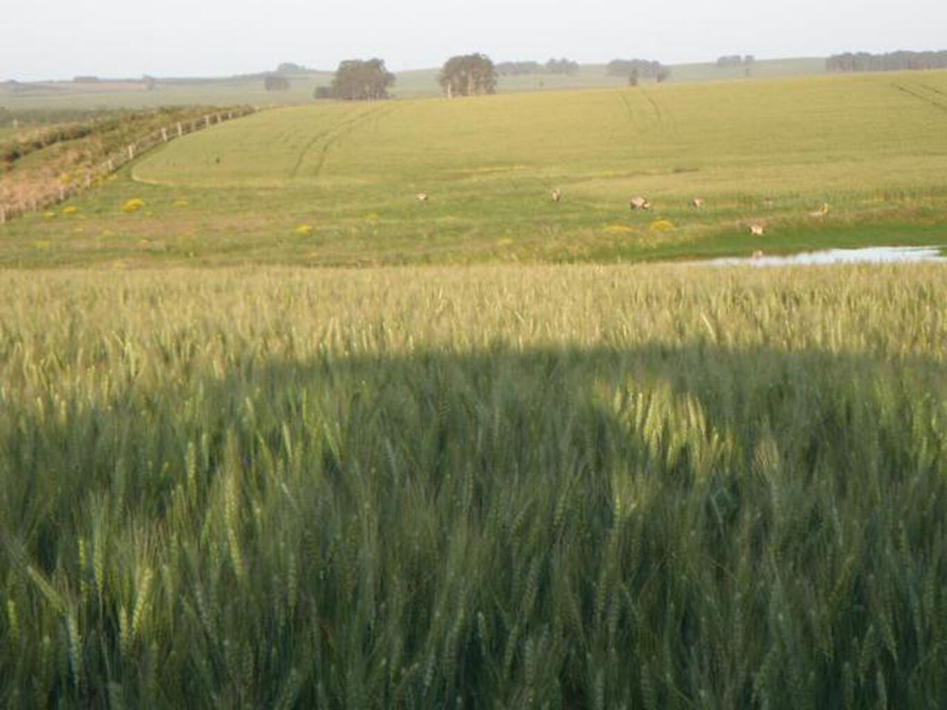 Estancia "La Blanca" — imagen 3