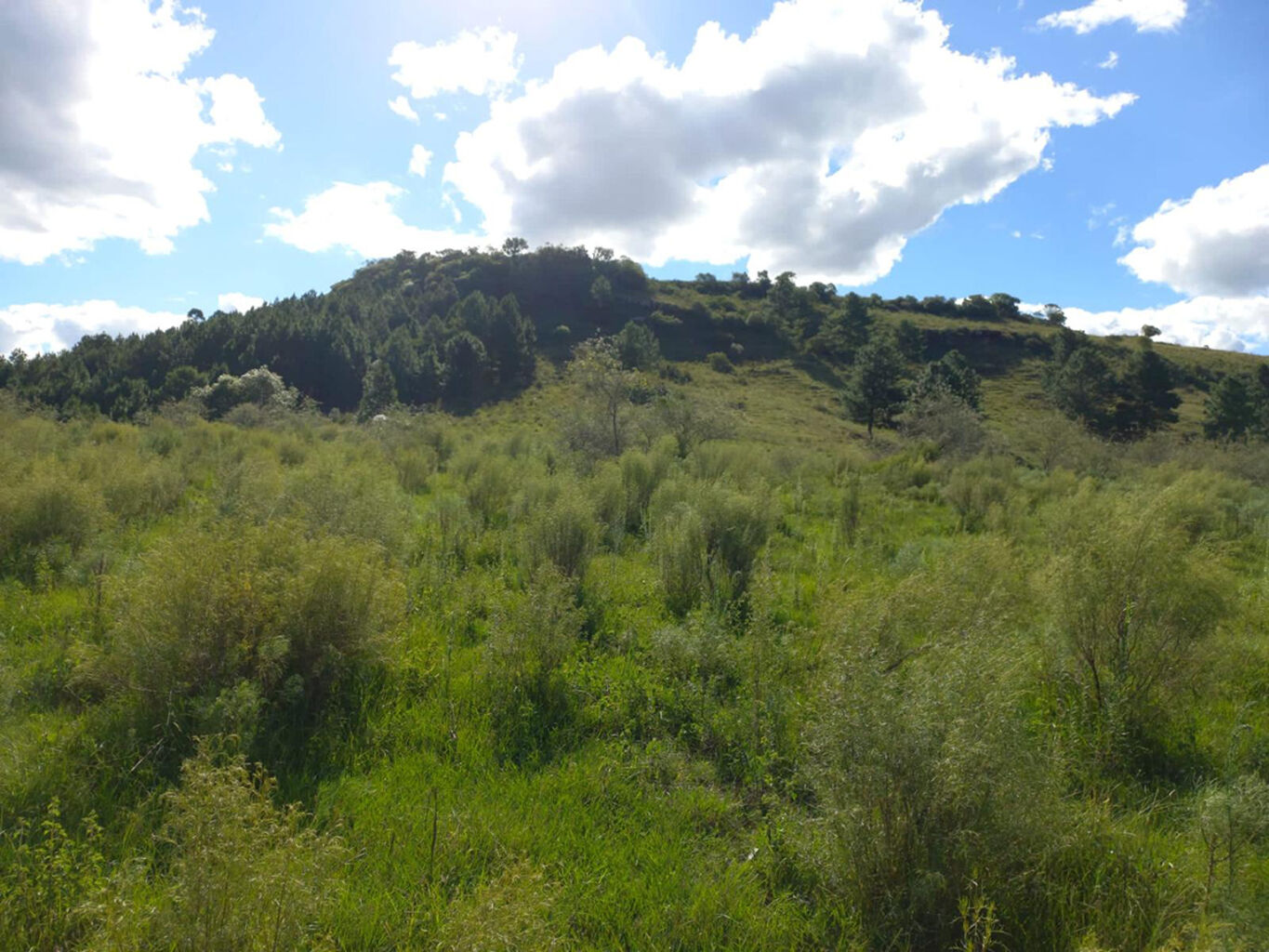 Campo en Rivera — imagen 7