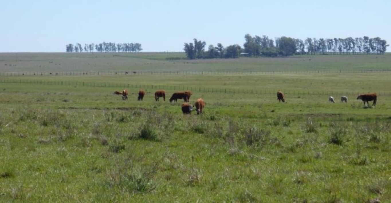 Campo Ganadero en Artigas