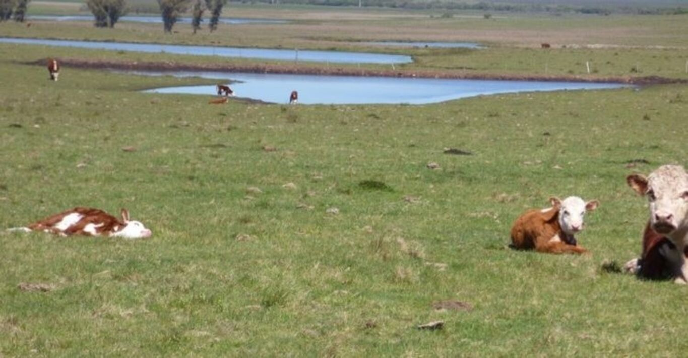 Campo Ganadero en Artigas — imagen 2