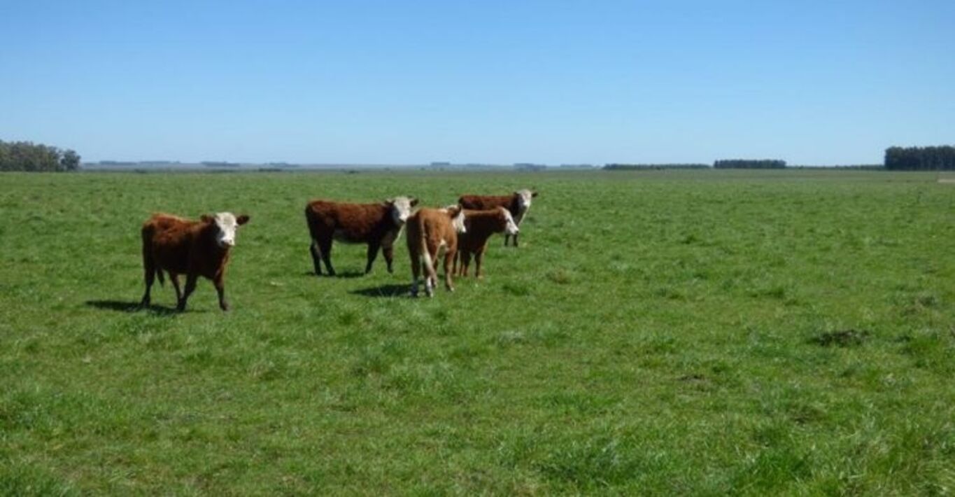 Campo Ganadero en Artigas — imagen 3