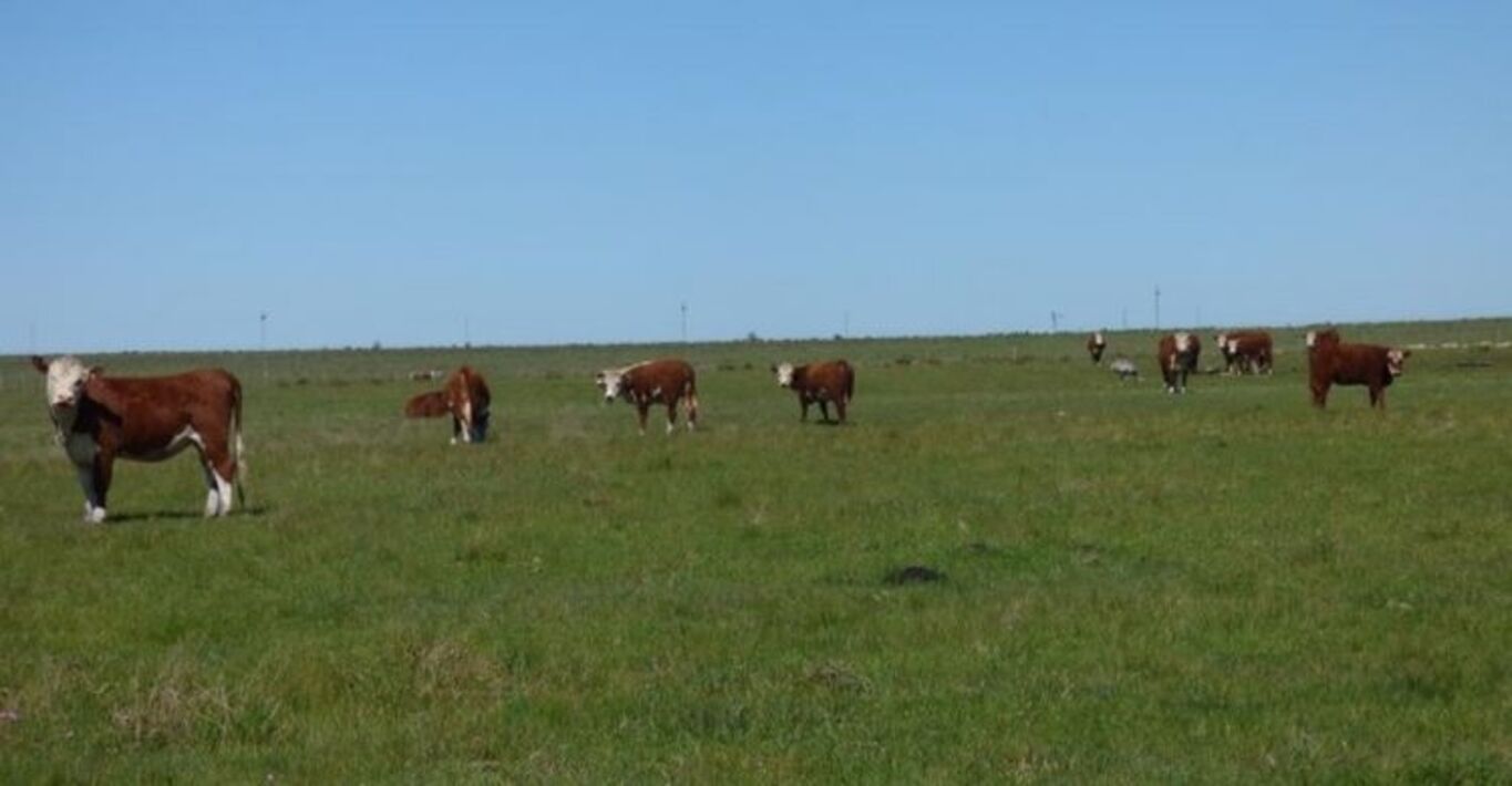 Campo Ganadero en Artigas — imagen 4