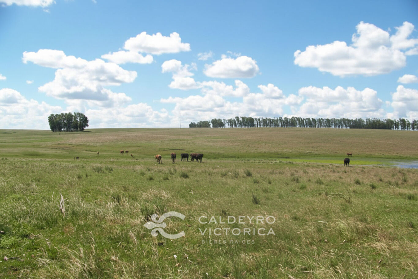 Campo en Artigas — imagen 8