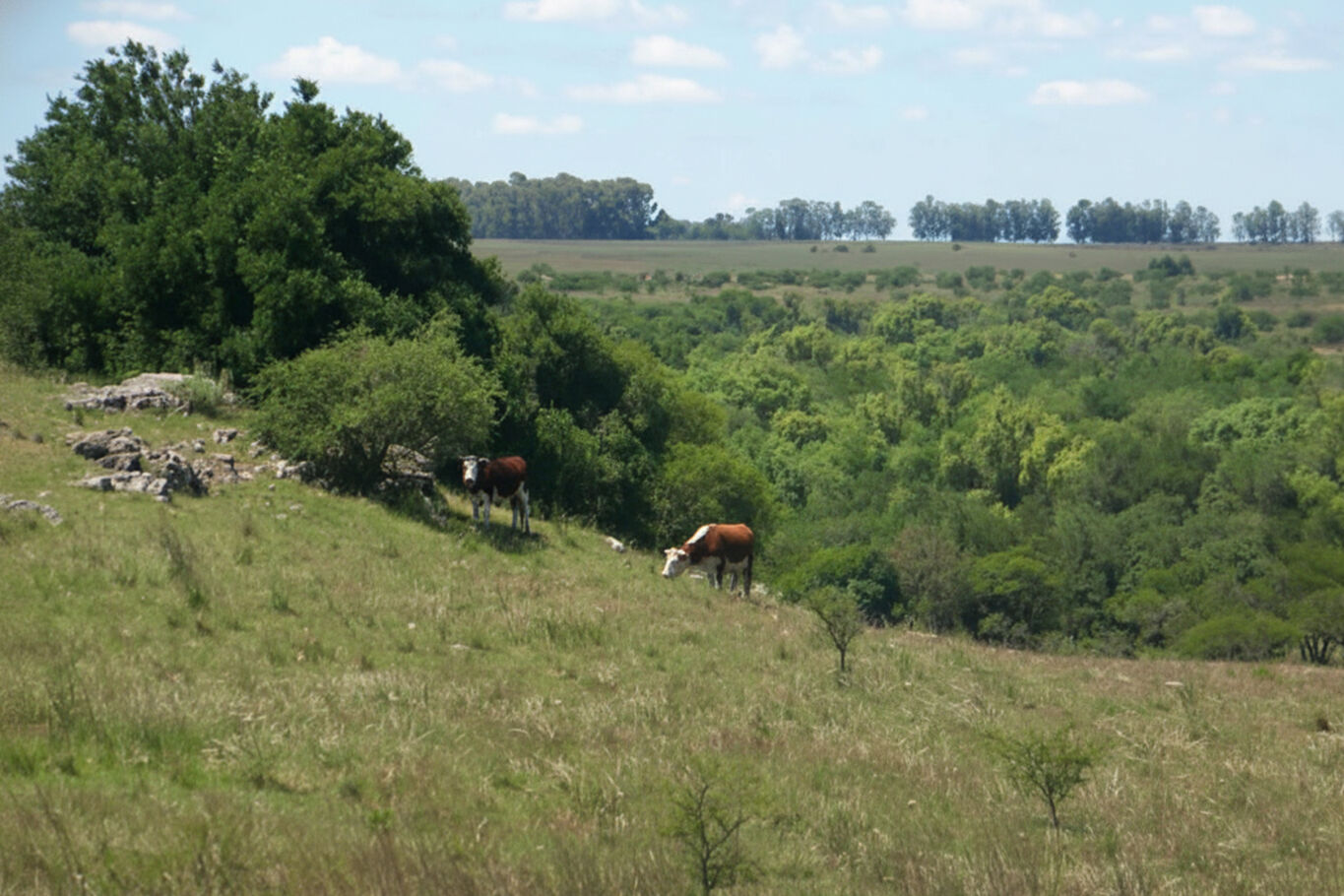 Campo en Artigas — imagen 10