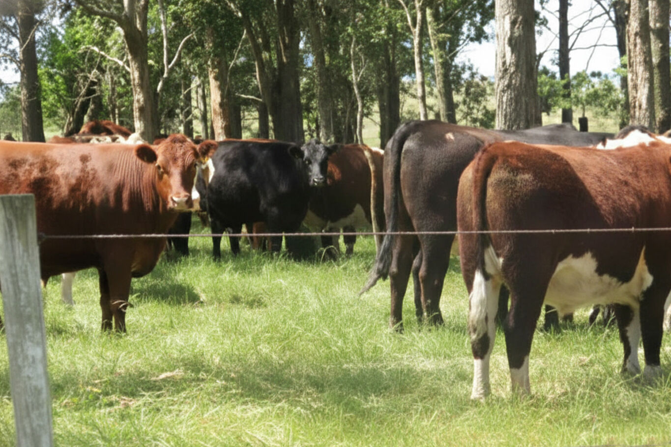 Campo en Artigas — imagen 12