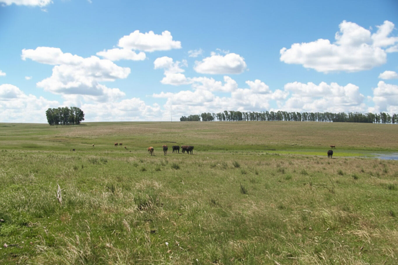 Campo en Artigas — imagen 17