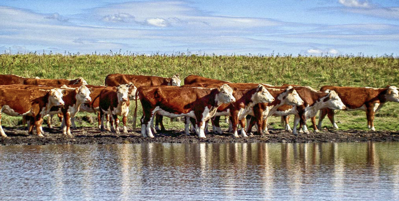 Campo en Salto
