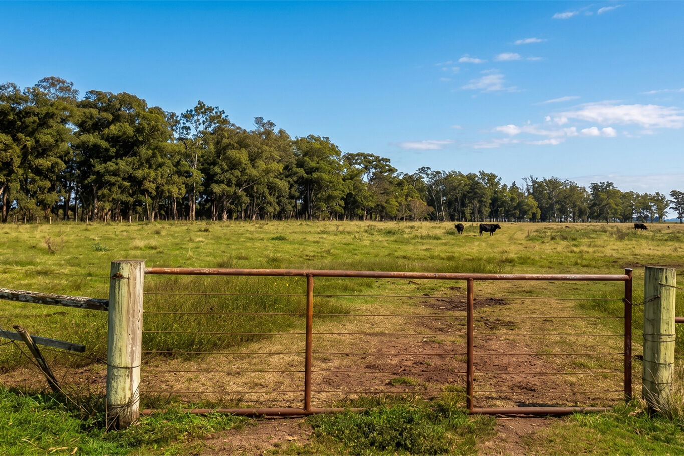 Campo en Salto