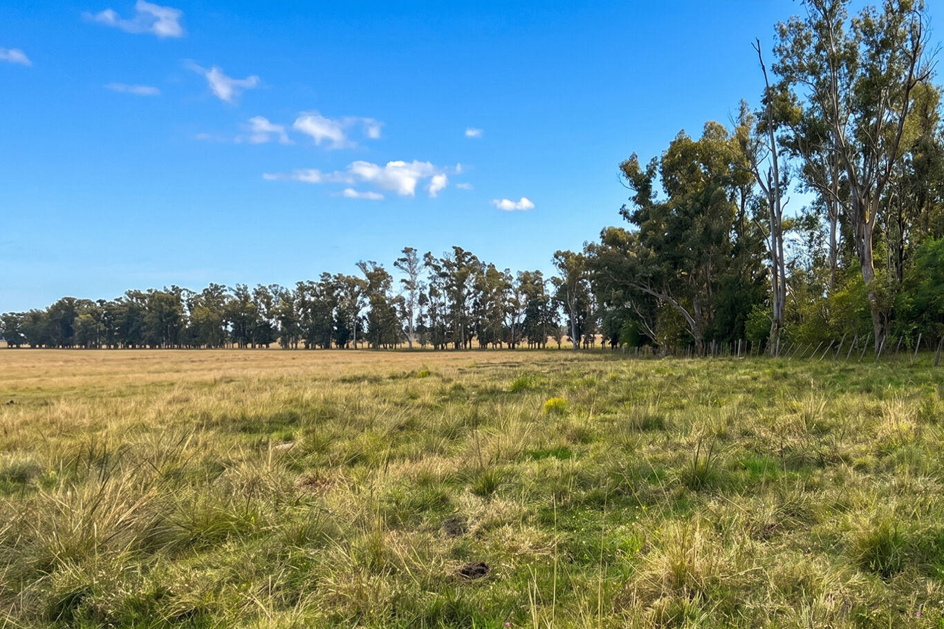 Campo en Salto — imagen 4