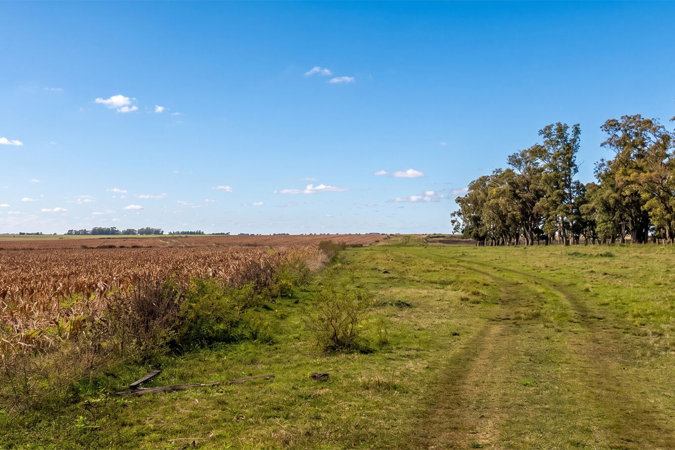 Campo en Salto — imagen 5