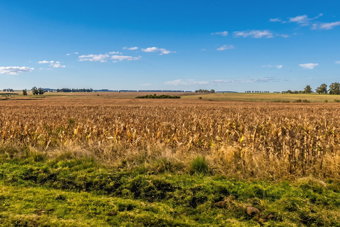 Campo en Salto — imagen 6