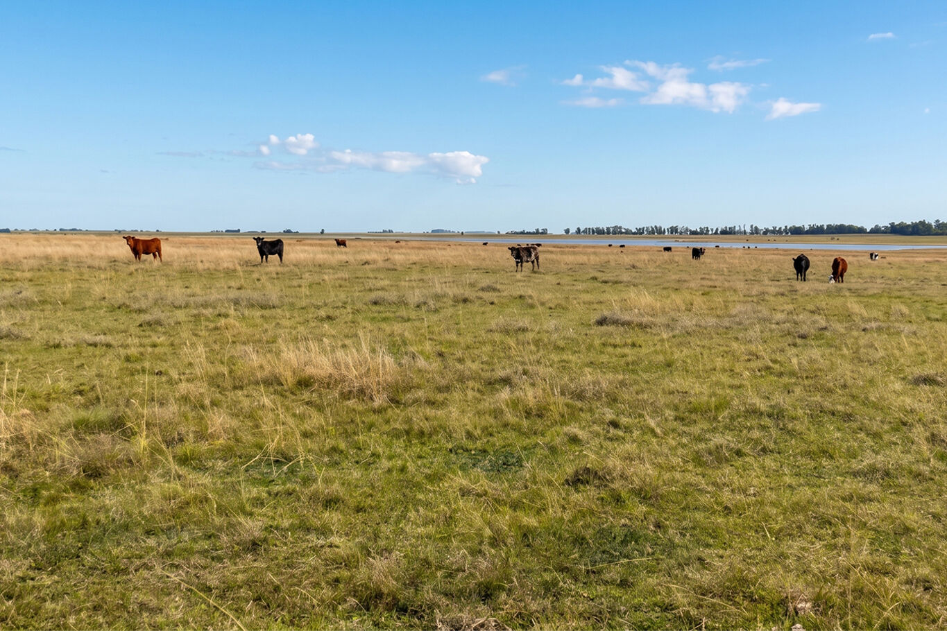 Campo en Salto — imagen 7